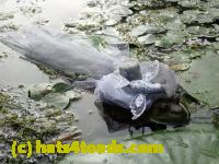 /home//u458753944/public_html/sourcegallery//Frogs/More bullfrogs/P8180178.JPG